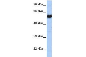 WB Suggested Anti-CHRNG Antibody   Titration: 1 ug/ml   Positive Control: MCF7 Whole Cell (CHRNG antibody  (N-Term))