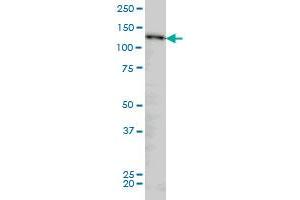 NUP133 monoclonal antibody (M01), clone 3E8 Western Blot analysis of NUP133 expression in HeLa . (NUP133 antibody  (AA 1069-1155))