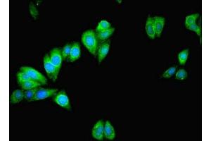 Immunofluorescent analysis of HepG2 cells using ABIN7159988 at dilution of 1:100 and Alexa Fluor 488-congugated AffiniPure Goat Anti-Rabbit IgG(H+L) (MAPK13 antibody  (AA 1-365))