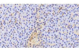 Detection of APOA1 in Porcine Liver Tissue using Polyclonal Antibody to Apolipoprotein A1 (APOA1) (APOA1 antibody  (AA 25-265))