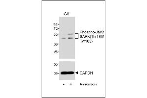 Western blot analysis of extracts from C6 cells, untreated or treated with anisomycin (25 μg/mL), using Phospho-JNK/SK(Thr183/Tyr185) (upper) or GDH (lower). (Basket antibody  (pThr183, pTyr185))