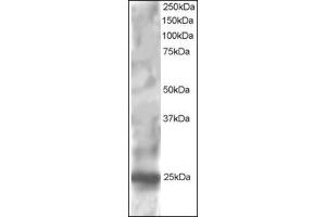 Antibody staining (1 µg/ml) of HepG2 lysate (RIPA buffer, 30 µg total protein per lane).