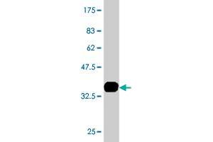 Western Blot detection against Immunogen (35. (HNF1B antibody  (AA 29-118))