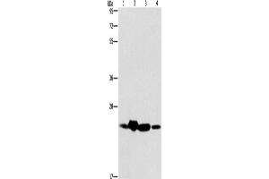 Western Blotting (WB) image for anti-THO Complex 7 (THOC7) antibody (ABIN2429477)