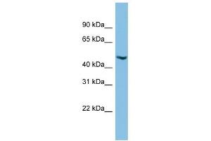 C17orf75 antibody used at 1 ug/ml to detect target protein. (C17orf75 antibody  (Middle Region))