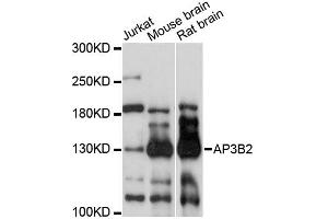 Western blot analysis of extracts of various cell lines, using AP3B2 antibody (ABIN6291769) at 1:3000 dilution. (AP3B2 antibody)