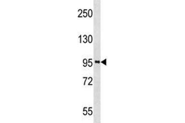 PROX1 antibody  (AA 492-522)