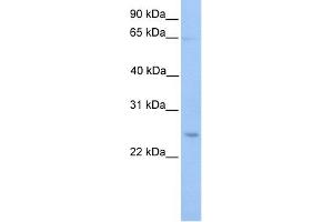 WB Suggested Anti-ATG10 Antibody Titration: 0. (ATG10 antibody  (C-Term))