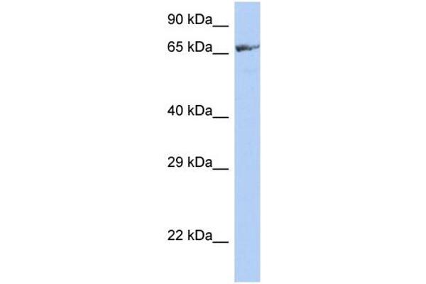 ZNF676 antibody  (Middle Region)