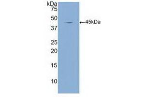 Western blot analysis of recombinant Human MBL. (MBL2 antibody  (AA 130-248))