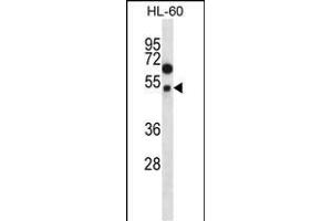 FOXA2 Antibody (p) (ABIN657130 and ABIN2846274) western blot analysis in HL-60 cell line lysates (35 μg/lane). (FOXA2 antibody  (AA 134-163))