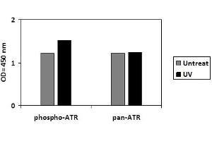 T47D cells were untreated or treated with UV. (ATR ELISA Kit)