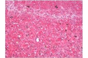 Immunohistochemistry (IHC) image for anti-Vesicle-Associated Membrane Protein 7 (VAMP7) antibody (ABIN1109463) (VAMP7 antibody)