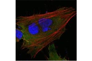 Immunofluorescence (IF) image for anti-Induced Myeloid Leukemia Cell Differentiation Protein Mcl-1 (MCL1) antibody (ABIN1108171) (MCL-1 antibody)