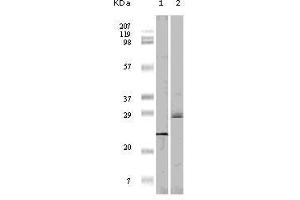 Western Blot showing 4E-BP1 antibody used against truncated 4E-BP1 recombinant protein (1)and A431 cell lysate (2). (eIF4EBP1 antibody)
