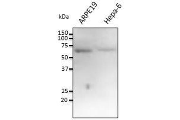 FTCD anticorps  (N-Term)