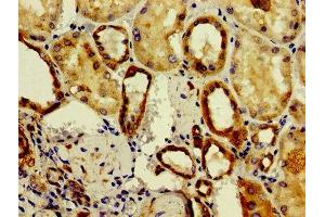Immunohistochemistry of paraffin-embedded human kidney tissue using ABIN7161486 at dilution of 1:100 (ASAH2 antibody  (AA 255-506))