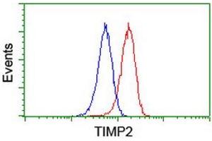 Image no. 10 for anti-Metalloproteinase Inhibitor 2 (TIMP2) antibody (ABIN1501393)
