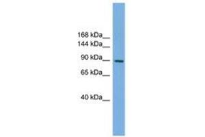 Image no. 1 for anti-Rap Guanine Nucleotide Exchange Factor (GEF) 3 (RAPGEF3) (AA 107-156) antibody (ABIN6744938) (RAPGEF3 antibody  (AA 107-156))