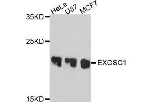 Western blot analysis of extract of various cells, using EXOSC1 antibody. (EXOSC1 antibody)