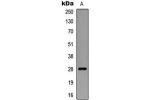 Western blot analysis of RNF138 expression in mouse multiple (A) whole cell lysates. (RNF138 antibody  (Center))
