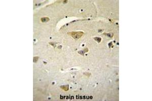 VSTM2A Antibody (Center) immunohistochemistry analysis in formalin fixed and paraffin embedded human brain tissue followed by peroxidase conjugation of the secondary antibody and DAB staining. (VSTM2A antibody  (Middle Region))