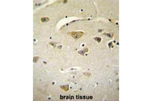 VSTM2A Antibody (Center) immunohistochemistry analysis in formalin fixed and paraffin embedded human brain tissue followed by peroxidase conjugation of the secondary antibody and DAB staining.