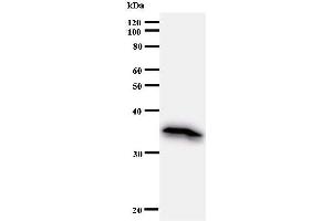 Western Blotting (WB) image for anti-Elongation Factor, RNA Polymerase II, 2 (ELL2) antibody (ABIN930983) (ELL2 antibody)