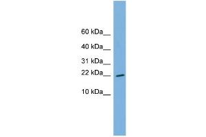 WB Suggested Anti-RPS13 Antibody Titration: 0.