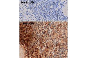 Immunohistochemistry (IHC) image for anti-CD4 (CD4) antibody (ABIN6254232) (CD4 antibody)