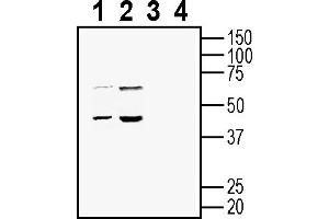 Western blot analysis of rat brain lysates (lanes 1 and 3) and mouse brain lysates (lanes 2 and 4):1-2.