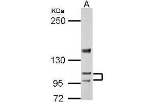 WB Image Sample (30 ug of whole cell lysate) A: BCL-1 5% SDS PAGE antibody diluted at 1:5000