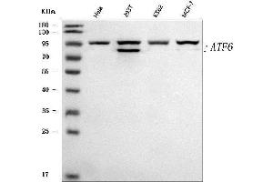 Western blot analysis of ATF6 using anti-ATF6 antibody (ABIN7602466).