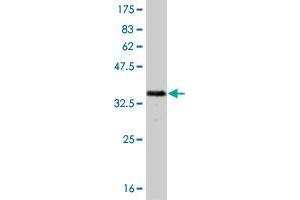 RAX antibody  (AA 253-346)