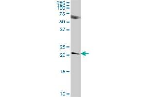 NICN1 MaxPab polyclonal antibody. (NICN1 antibody  (AA 1-213))