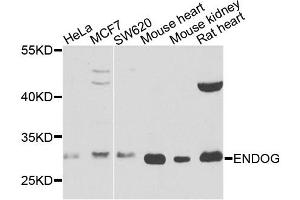 Western blot analysis of extracts of various cell lines, using ENDOG antibody. (Endonuclease G antibody)
