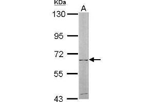 WB Image Sample (50 ug of whole cell lysate) A: mouse liver 7. (NT5C2 antibody)