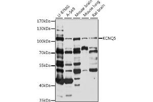 Western blot analysis of extracts of various cell lines, using KCNQ5 antibody (ABIN7269479) at 1:1000 dilution. (KCNQ5 antibody  (AA 624-923))