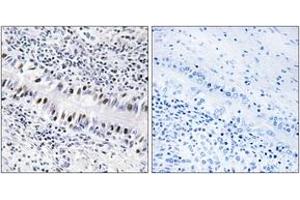 Immunohistochemistry (IHC) image for anti-Zinc Finger Protein 76 (Expressed in Testis) (ZNF76) (AA 116-165) antibody (ABIN2889465) (ZNF76 antibody  (AA 116-165))
