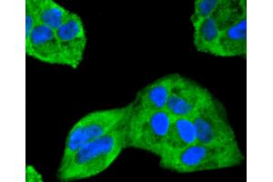 HeLa cells were fixed in paraformaldehyde, permeabilized with 0. (ERK2 antibody)