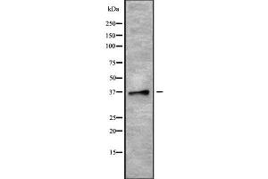Western blot analysis of PLSCR4 using MCF7 whole cell lysates (PLSCR4 antibody  (Internal Region))