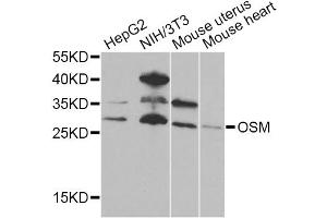 Western blot analysis of extracts of various cell lines, using OSM Antibody. (Oncostatin M antibody)