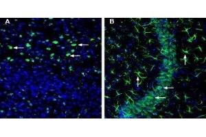 Expression of OCT3 (SLC22A3) in mouse cortex and hippocampus - Immunohistochemical staining of perfusion-fixed frozen mouse brain sections with Anti-SLC22A3 (extracellular) Antibody (ABIN7043416, ABIN7044223 and ABIN7044224), (1:200), followed by goat anti-rabbit-AlexaFluor-488. (SLC22A3 antibody  (Extracellular))