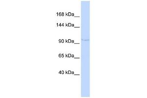 WB Suggested Anti-NDST4 Antibody Titration:  0. (NDST4 antibody  (N-Term))