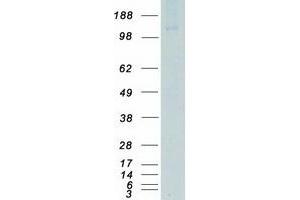 Validation with Western Blot (CSF1R Protein (Myc-DYKDDDDK Tag))