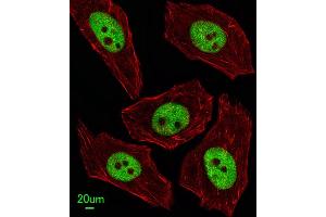 Immunofluorescent analysis of  cells, using FEN1 Antibody (Center) (ABIN389376 and ABIN2839472). (FEN1 antibody  (AA 243-272))