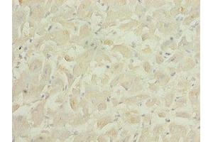 Immunohistochemistry of paraffin-embedded human heart tissue using ABIN7166610 at dilution of 1:100 (PID1 antibody  (AA 15-168))