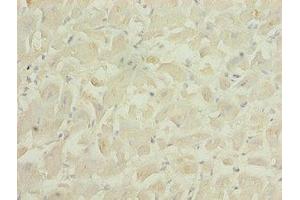 PID1 antibody  (AA 15-168)
