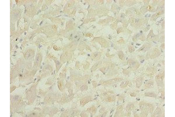 PID1 antibody  (AA 15-168)