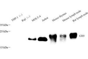 Western blot analysis of CD3 (ABIN7073386) at dilution of 1: 500 (CD3 antibody)